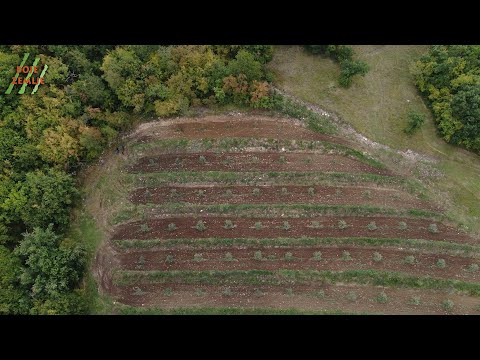 BOJE ZEMLJE Najsjevernije masline