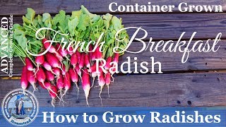 How to Grow French Breakfast Radish