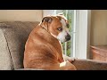 Funny Dogs And Cats Videos 2024 😅 Best Funniest Animal Videos of May