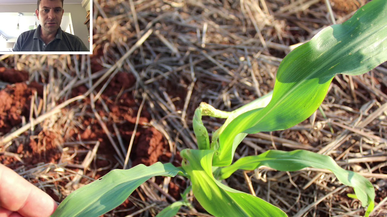 Escala de danos de percevejo barriga verde em milho