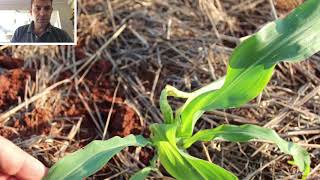 Escala de danos de percevejo barriga verde em milho