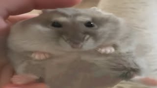 Cover art for H a m p t e r