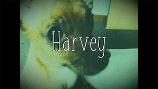 Alex G - Harvey