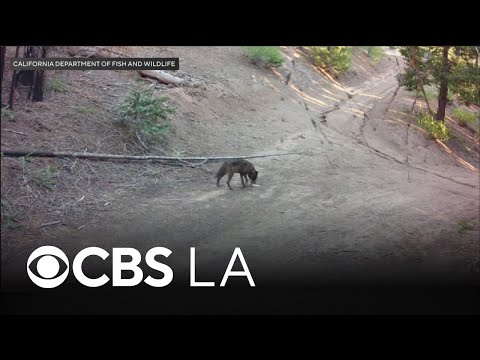 Wolf visits Los Angeles County for first time in 100 years, wildlife officials say - YouTube