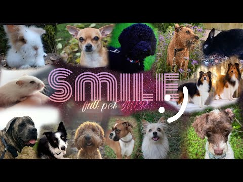 Smile - Full pet MEP