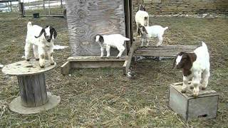 preview picture of video 'Goat Kids Playing On A Wooden Spool and Box'