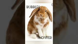 14 cute female rabbit names