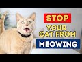 How To Stop Your Cat From Meowing And Yowling