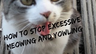 How To Stop Your Cat From Meowing and Yowling