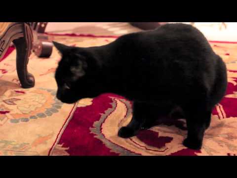 Un Día en la Vida de un Gato #1