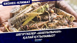 Шегірткелер &laquo;шабуылынан&raquo; қалай құтыламыз?