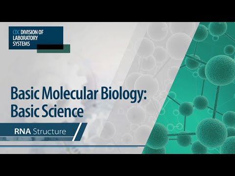 Basic Molecular Biology: Basic Science – RNA Structure