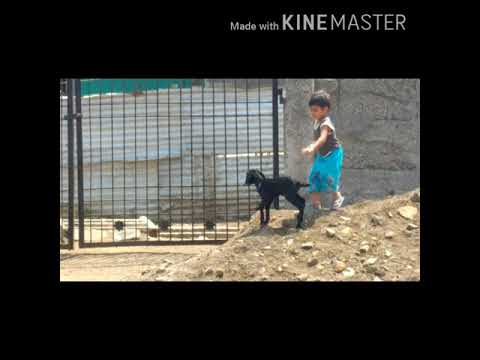 Ikshuplay with bakaricha pillu