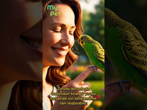 mypet.my video thumbnail