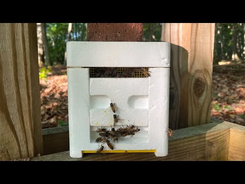 How to Use Honeybee Mini Mating Nuc