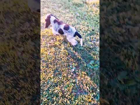 English Cocker Spaniel puppy for sale