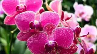 yesterday never tomorrows - The Stills