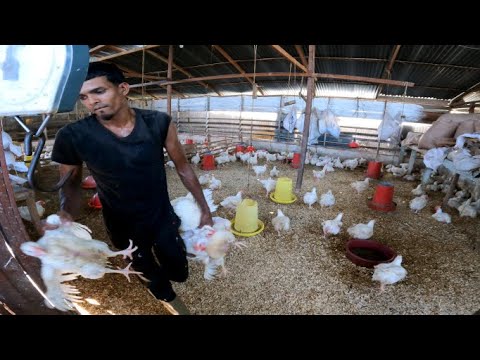 Guyanese Chicken Farmer (Day in life in Guyana) on Chicken Farm