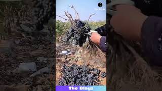 Bro Is Speed-Running a Grape Farm Like It’s a Video Game! 🍇😂 #funny #farmlife