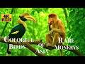 Asian Rainforest Wildlife The Most Fascinating Birds And Monkeys