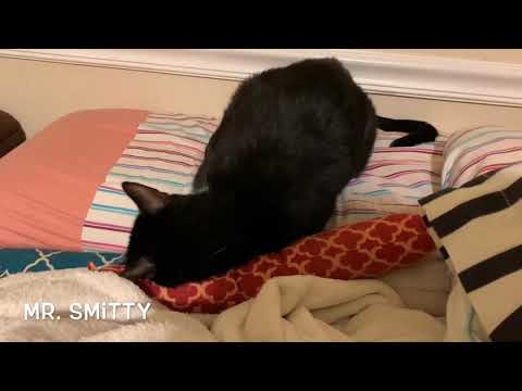 Cat Slave #1: Smitty the cat.