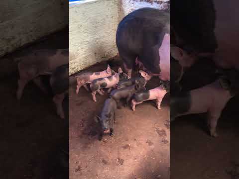 Granja gf suinos em Itapipoca Ce a máquina da suinocultura do nordeste 🚀🚀🚀🚀