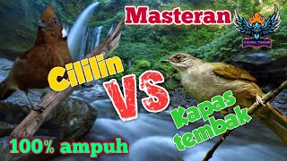 Download lagu Masteran Cililin Vs Kapas Tembak dengan Air mengalir cocok untuk terapi Murai Batu. mp3 Download lagu Masteran Cililin Vs Kapas Tembak dengan Air mengalir cocok untuk terapi Murai Batu. mp3