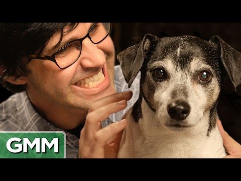 YouTube video about: Do dogs think about cars?