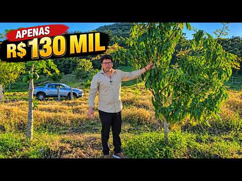 CHÁCARA PÉ NO ASFALTO MUITA FRUTA DO SR JOSÉ R$ 130 MIL WHATSAPP DELE 43 99846-0887