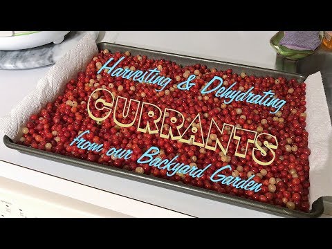 download lagu mp3 mp4 Dehydrating Red Currants, download lagu Dehydrating Red Currants gratis, unduh video klip Dehydrating Red Currants