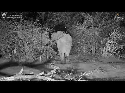 Kwa Maritane Africam: Elephants have a tussle next to waterhole