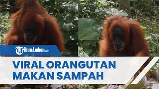Viral Video Orangutan di Bukit Lawang Makan Sampah Sisa-sisa Manusia, Begini Penjelasan BKSDA
