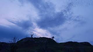 preview picture of video 'Those are all bats?!?! (yes, lots of bats)'