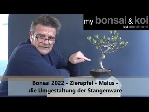 Bonsai 2022-13 -  Zierapfel - Malus - die Umgestaltung der Stangenware