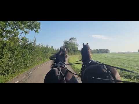 Stal Okkema's pair of Geldings - L: Feike & R: L-Rey