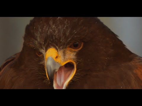 Video thumbnail for 346 oiseaux