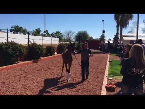 SS LA BELLA (CALYPSO OS X EF BELLA CONTESSA by QR EXCEL)