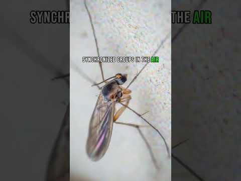 Midge Fly #TriviaTime #DidYouKnow #FascinatingFacts #FactOfTheDay #KnowledgeNuggets #LearnEveryday