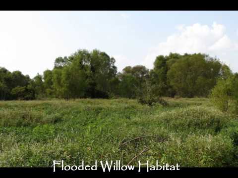 Archive 62 Video thumbnail