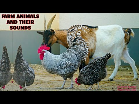 FOR KIDS: Pure farm animal sounds without disturbing music! From cow mooing to chicken clucking