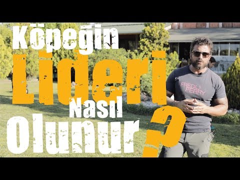 Is it possible to Become a dog's Leader?