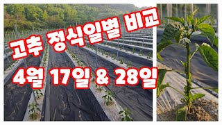 고추 정식 4월 17일 28일 비교