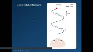 Cerebelo - Parte 1 - (7/9)