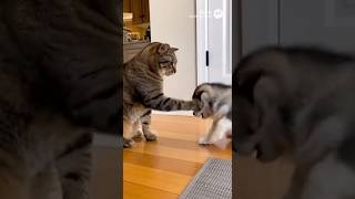Tabby Cat Slaps Puppy then Apologizes with a Kiss 🥺❤️