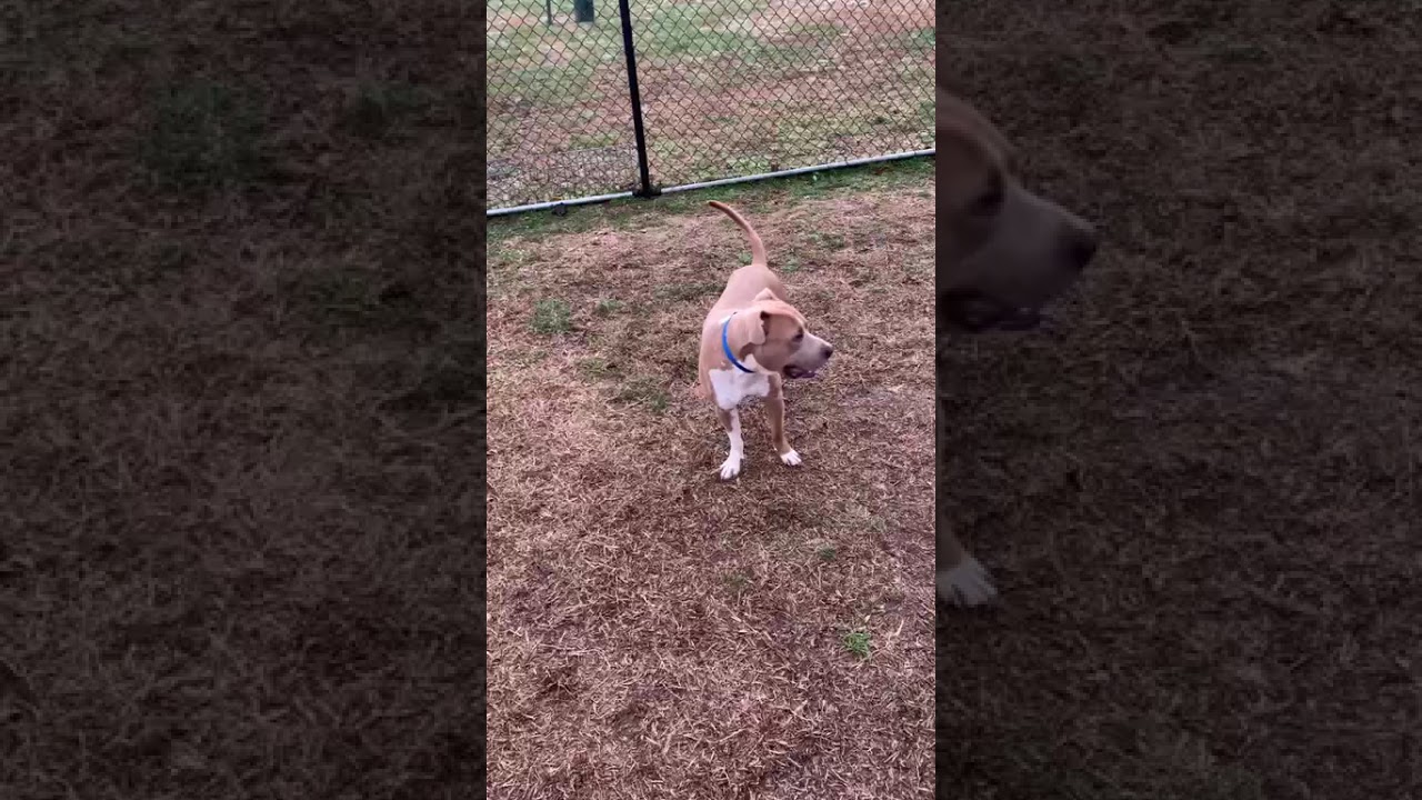 Enlarge Pudge, a Adoptable Mixed Breed in Chattanooga, TN video 6/6