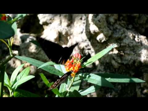 ツマムラサキマダラの求愛