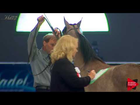 N.2 VEGA VALLATE - Milan 2018 - Yearling Fillies (Class 1A)