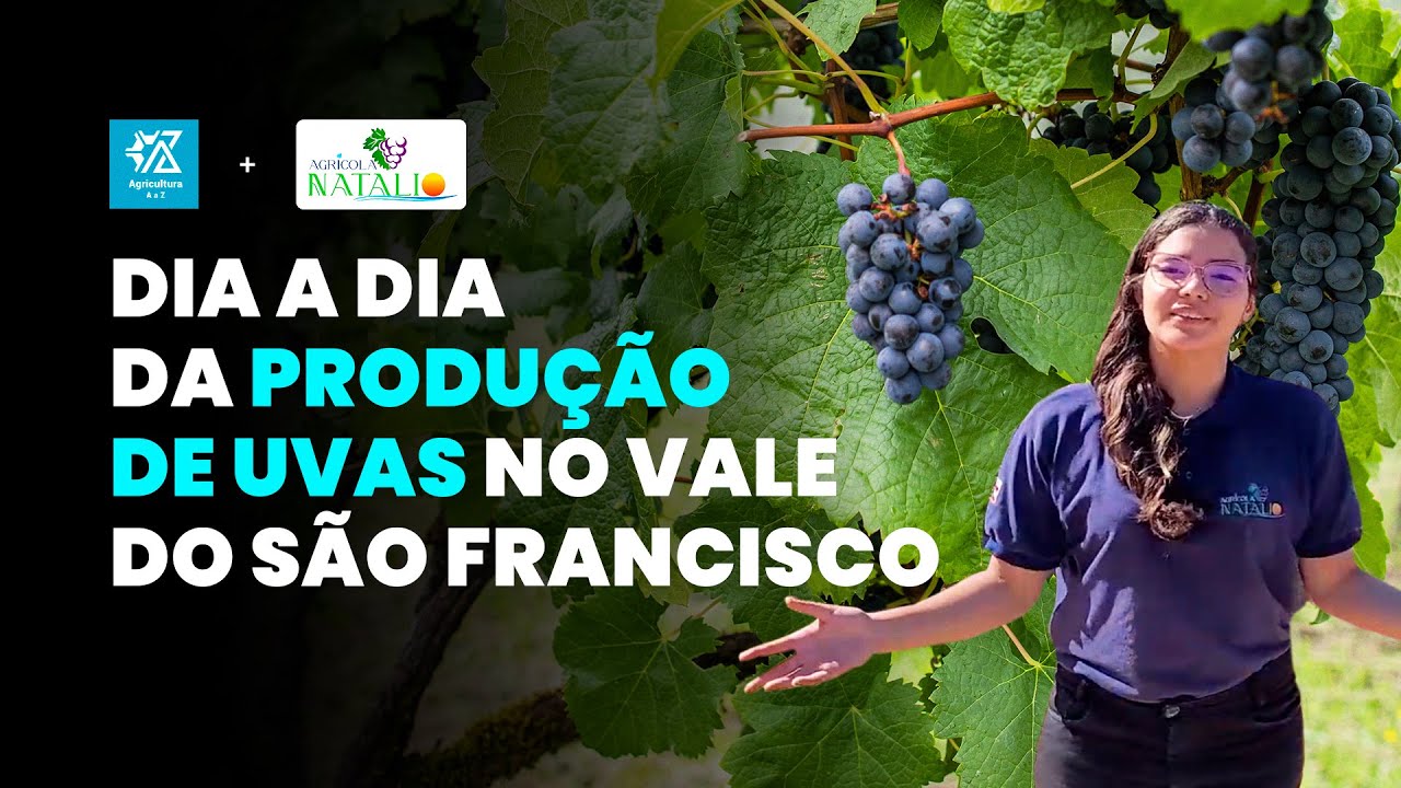 VITICULTURA: MELHORES DICAS PARA TER ALTA PRODUÇÃO DE UVAS