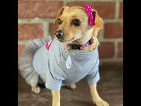 Mia, an adoptable Chiweenie & Chihuahua Mix in Glendora, CA_image-1