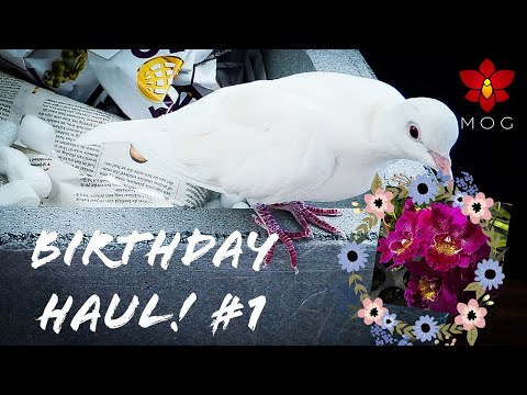 Unboxing Birthday Orchid Haul! Part #1 - Orchids Deluxe